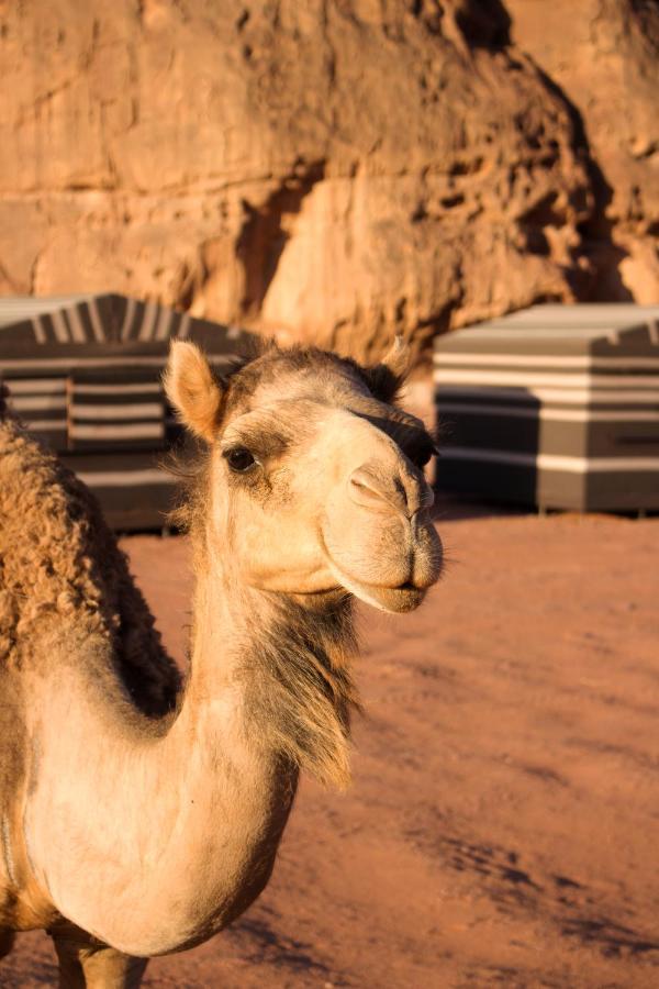 Sand And Stone Camp - Wadi Rum Desert Exterior photo